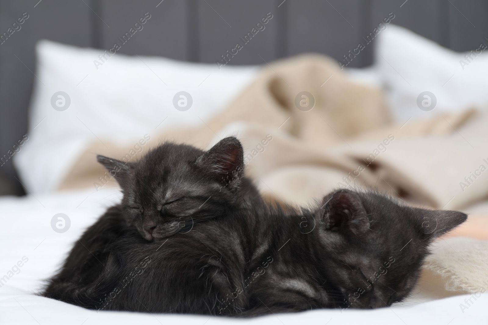 Photo of Cute fluffy kittens sleeping on bed indoors. Baby animals