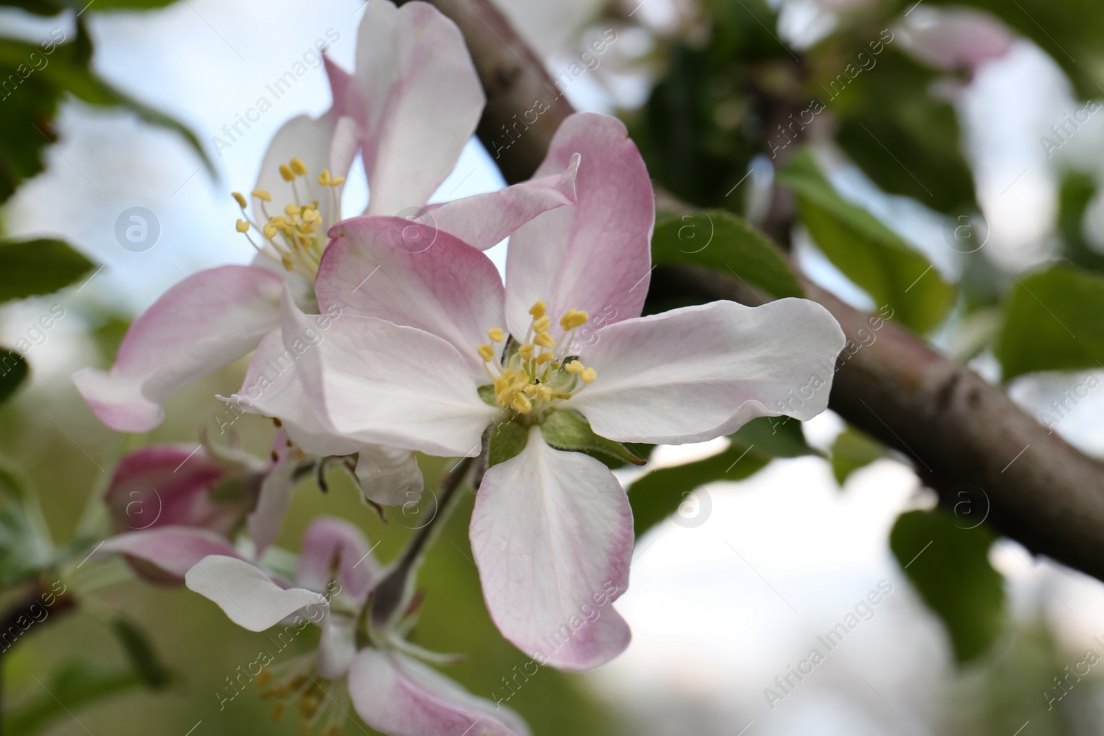 Photo of Apple tree with beautiful blossoms, closeup view. Spring season