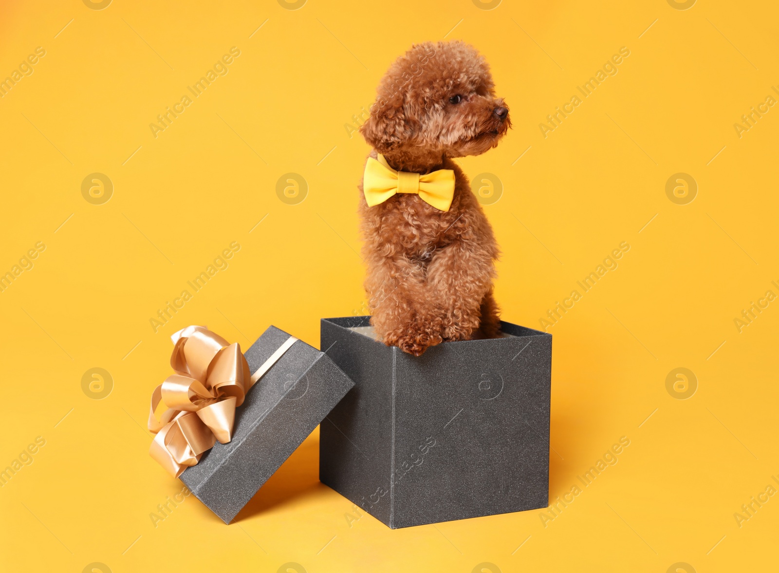 Photo of Cute Maltipoo dog with yellow bow tie in gift box on orange background