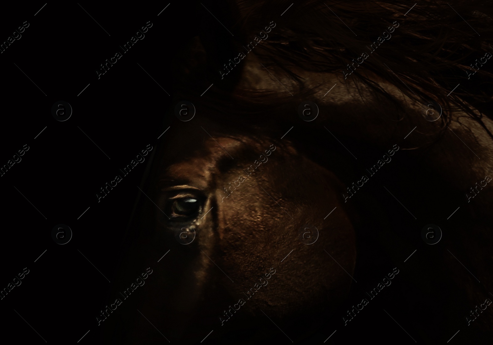 Image of Beautiful pet horse in darkness, closeup view