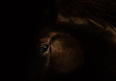 Beautiful pet horse in darkness, closeup view