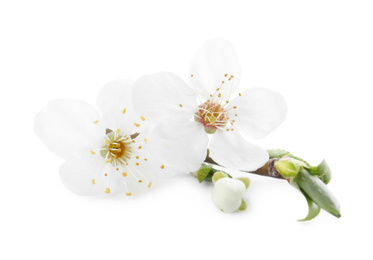 Twig with beautiful cherry flowers and leaves isolated on white. Spring season