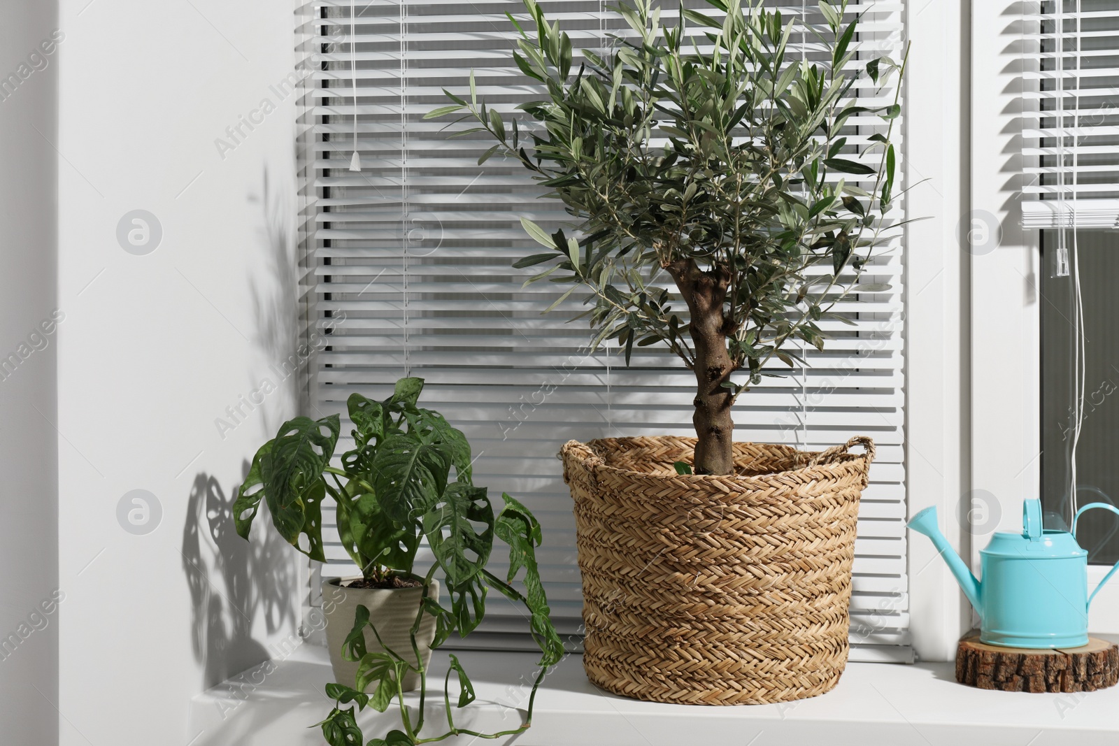 Photo of Beautiful young potted olive tree, monstera obliqua and watering can on windowsill indoors. Interior element