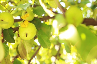 Tree branch with ripe apples in garden