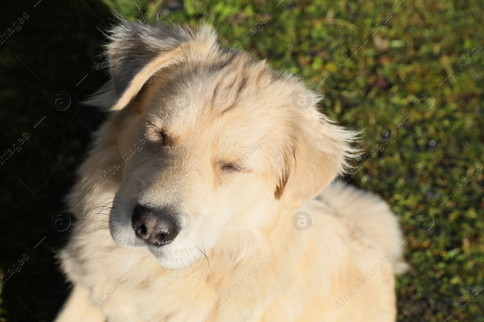 Photo of Adorable white dog on green grass, closeup