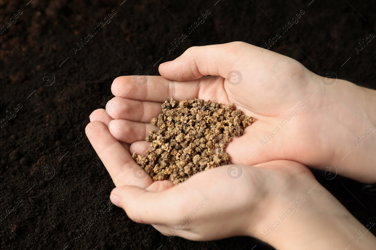 Photo of Woman holding pile of beet seeds over soil, closeup. Vegetable planting