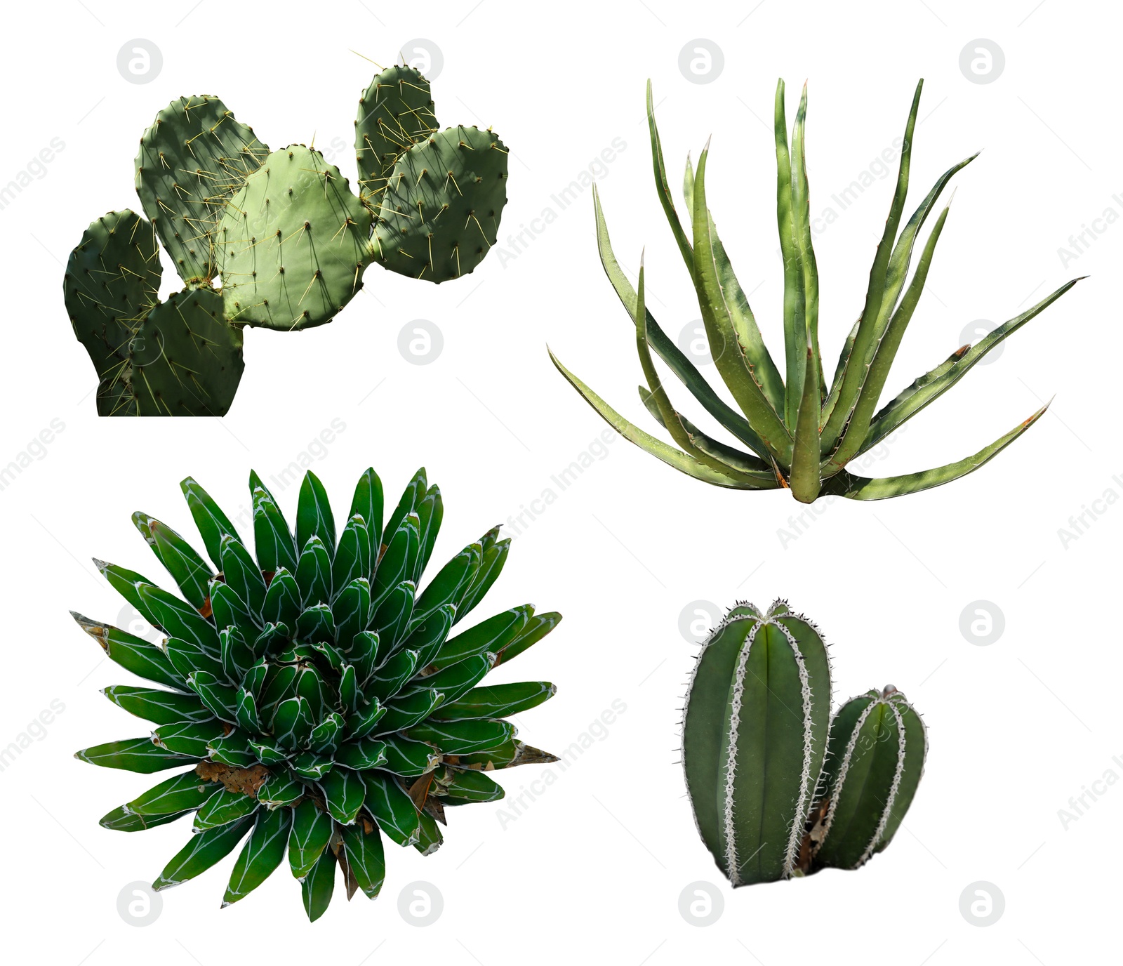 Image of Set with different beautiful cacti on white background