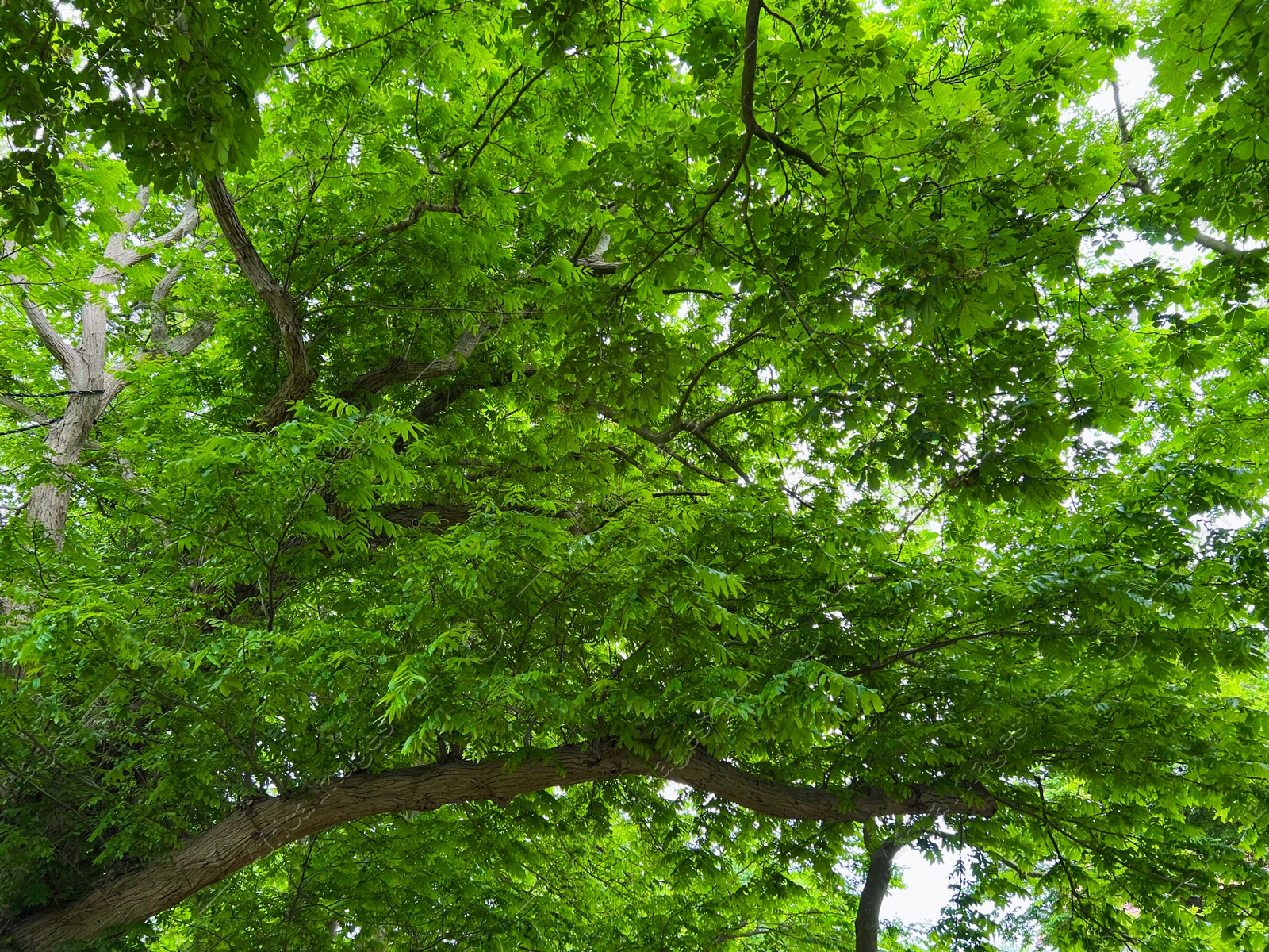 Photo of Beautiful tree with green leaves outdoors, low angle view