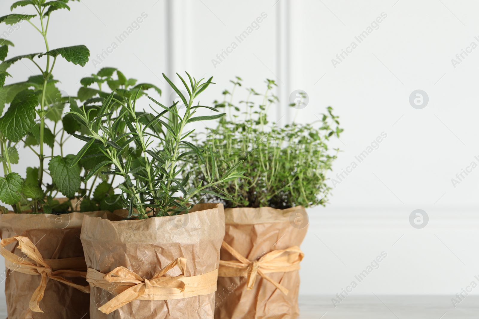 Photo of Different aromatic potted herbs against white wall, closeup. Space for text