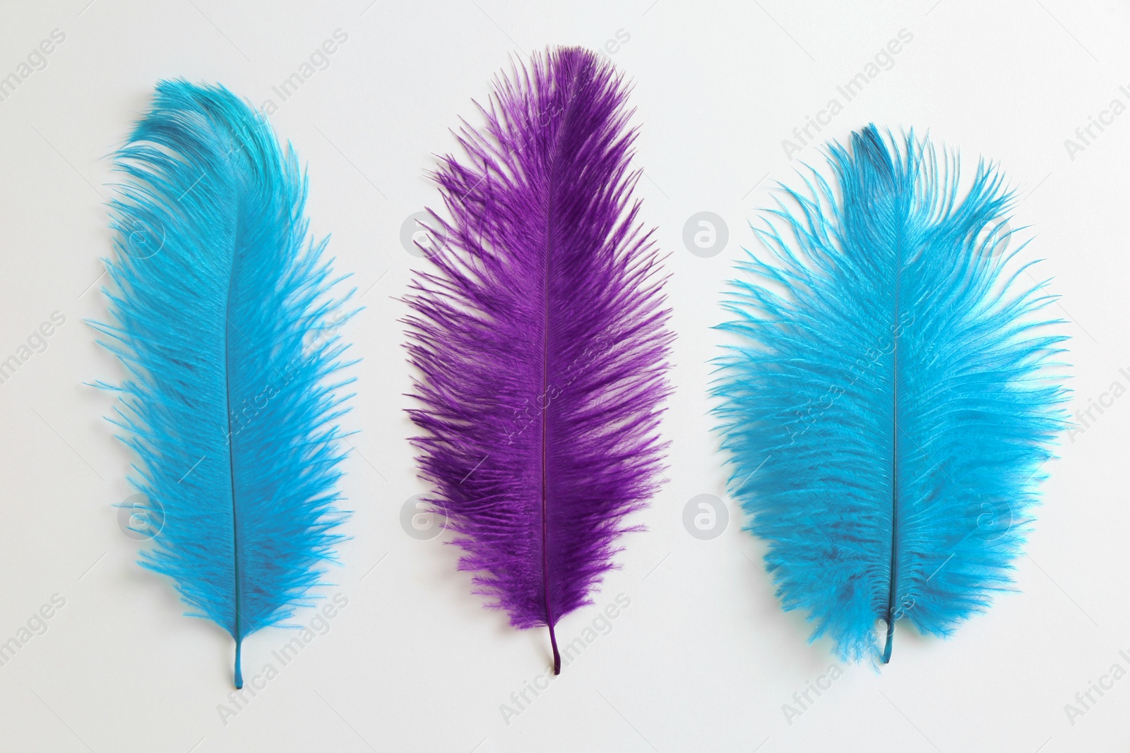 Photo of Beautiful purple and light blue feathers on white background