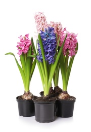 Photo of Beautiful spring hyacinth flowers isolated on white