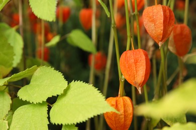 Photo of Bright ripe physalis sepals on bush, closeup