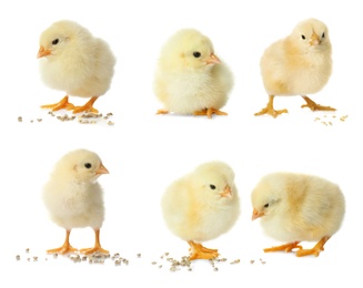 Image of Collage with cute fluffy chickens on white background. Farm animals
