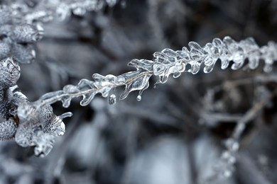 Plants in ice glaze outdoors on winter day, closeup