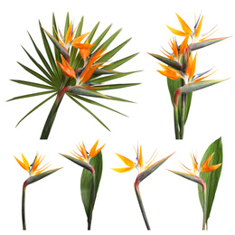 Set with beautiful Bird of Paradise tropical flowers on white background