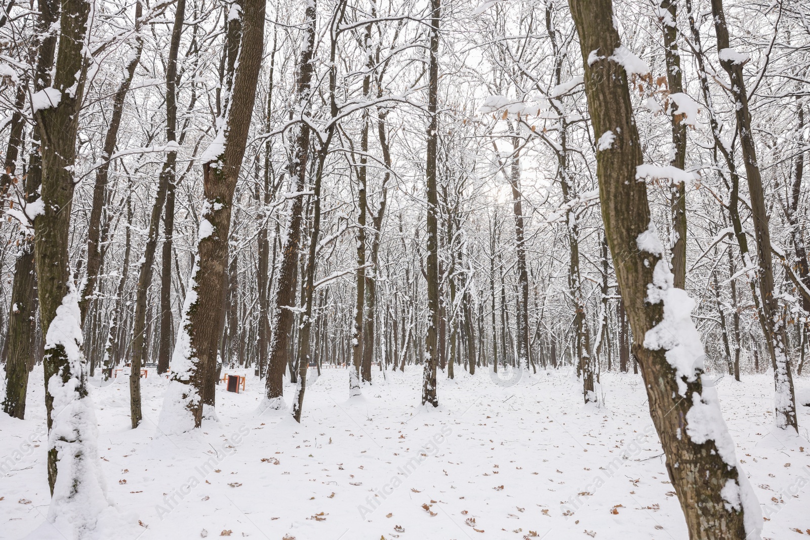 Trees covered with snow in winter park Photo of Trees covered with snow in winter park