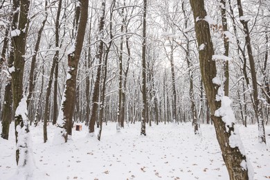 Photo of Trees covered with snow in winter park