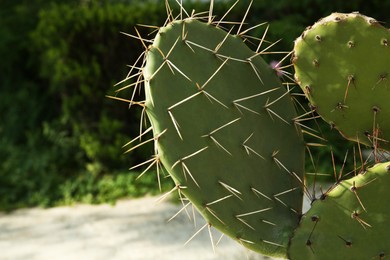 Photo of Beautiful Opuntia cactus with big spines growing outdoors, closeup. Space for text