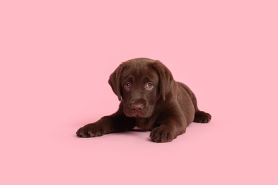 Photo of Cute chocolate Labrador Retriever puppy on pink background