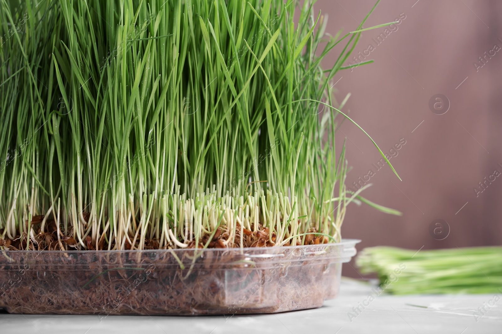 Photo of Container with sprouted wheat grass on table, closeup. Space for text