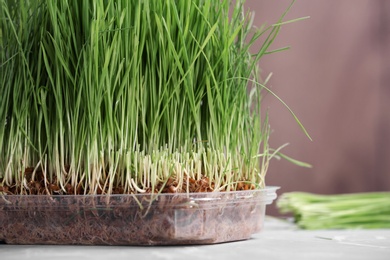 Container with sprouted wheat grass on table, closeup. Space for text