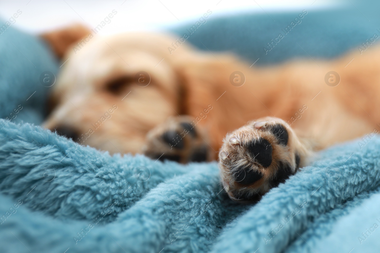 Photo of Cute English Cocker Spaniel puppy sleeping on plaid, focus on leg