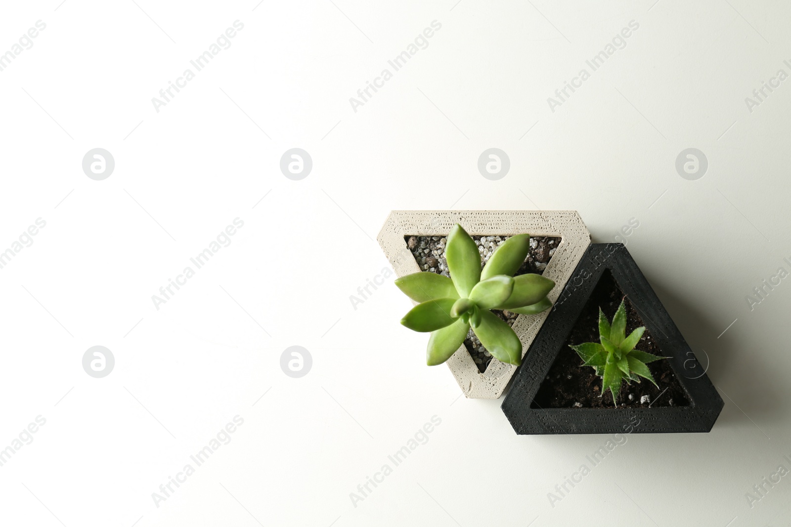 Photo of Succulent plants on white table, flat lay. Space for text