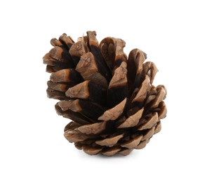 Beautiful dry pine cone isolated on white