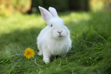 Photo of Cute white rabbit on green grass outdoors