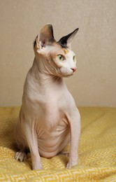 Beautiful Sphynx cat on yellow plaid against beige background
