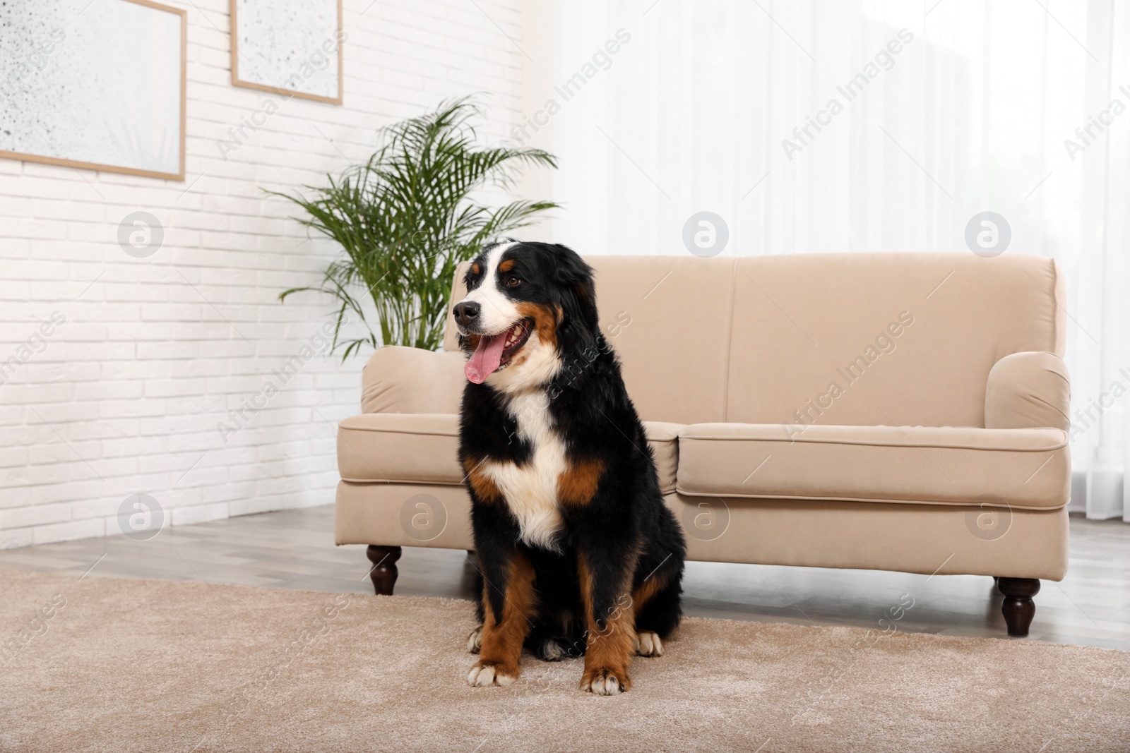 Photo of Bernese mountain dog sitting on carpet in living room