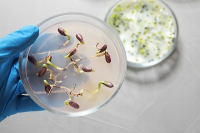 Scientist holding Petri dish with sunflower seeds in laboratory, top view. Germination and energy analysis