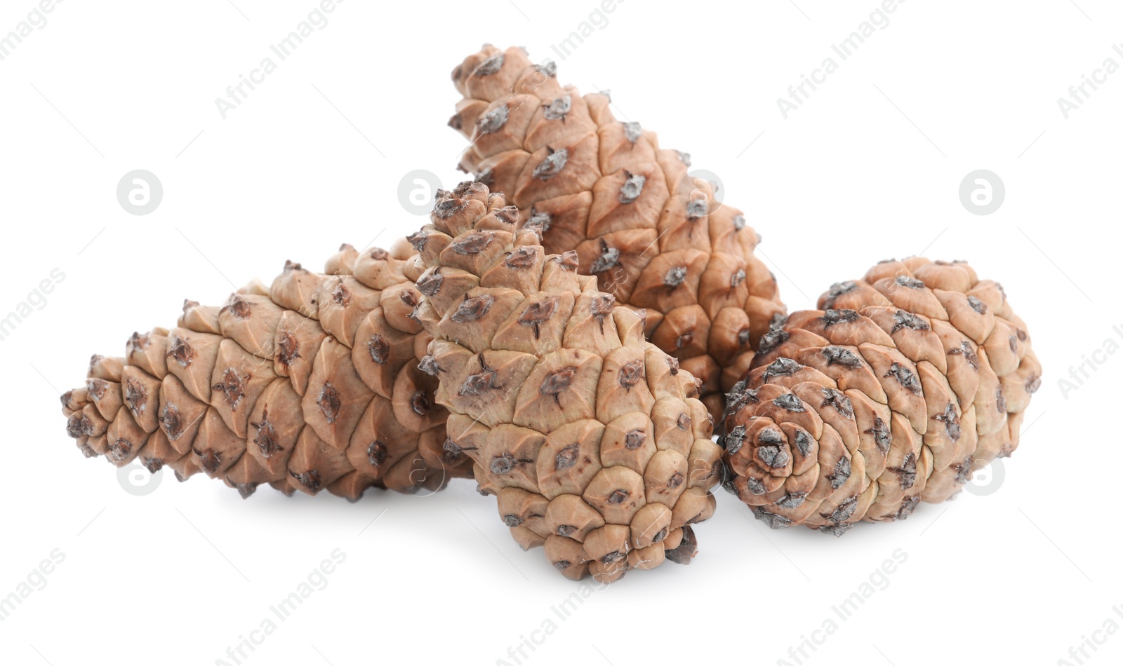 Photo of Fresh young conifer cones on white background