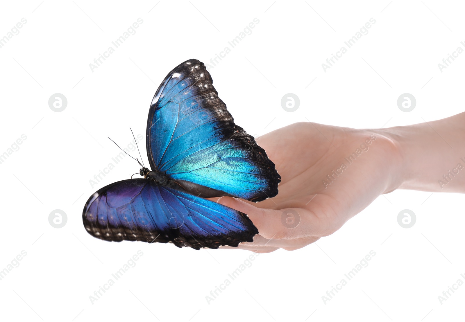 Photo of Woman holding beautiful common morpho butterfly on white background, closeup