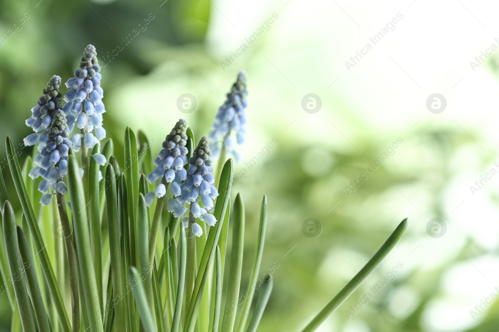 Photo of Beautiful spring muscari flowers on blurred background, space for text