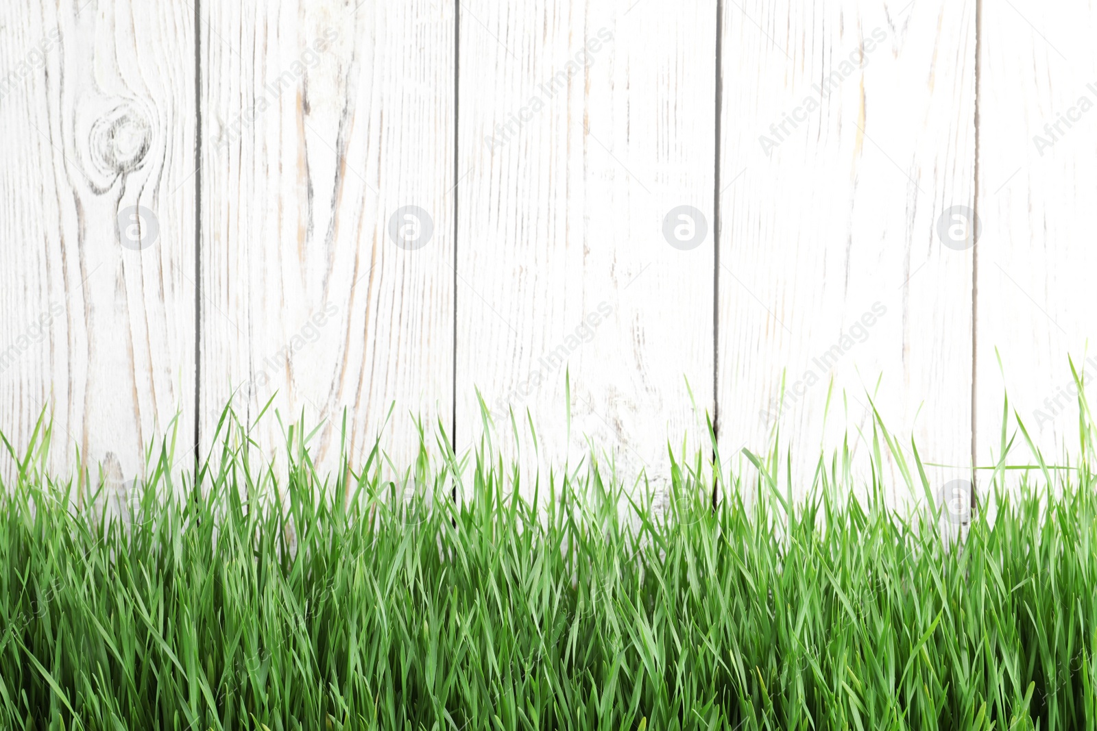 Photo of Fresh green grass near white wooden fence. Space for text