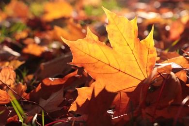 Photo of Pile of beautiful fallen leaves outdoors on sunny autumn day, closeup