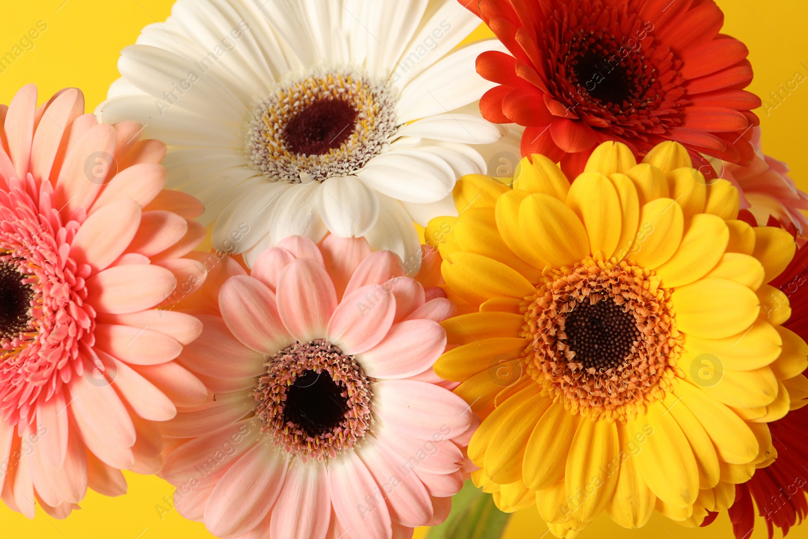 Photo of Bouquet of beautiful colorful gerbera flowers on yellow background, closeup