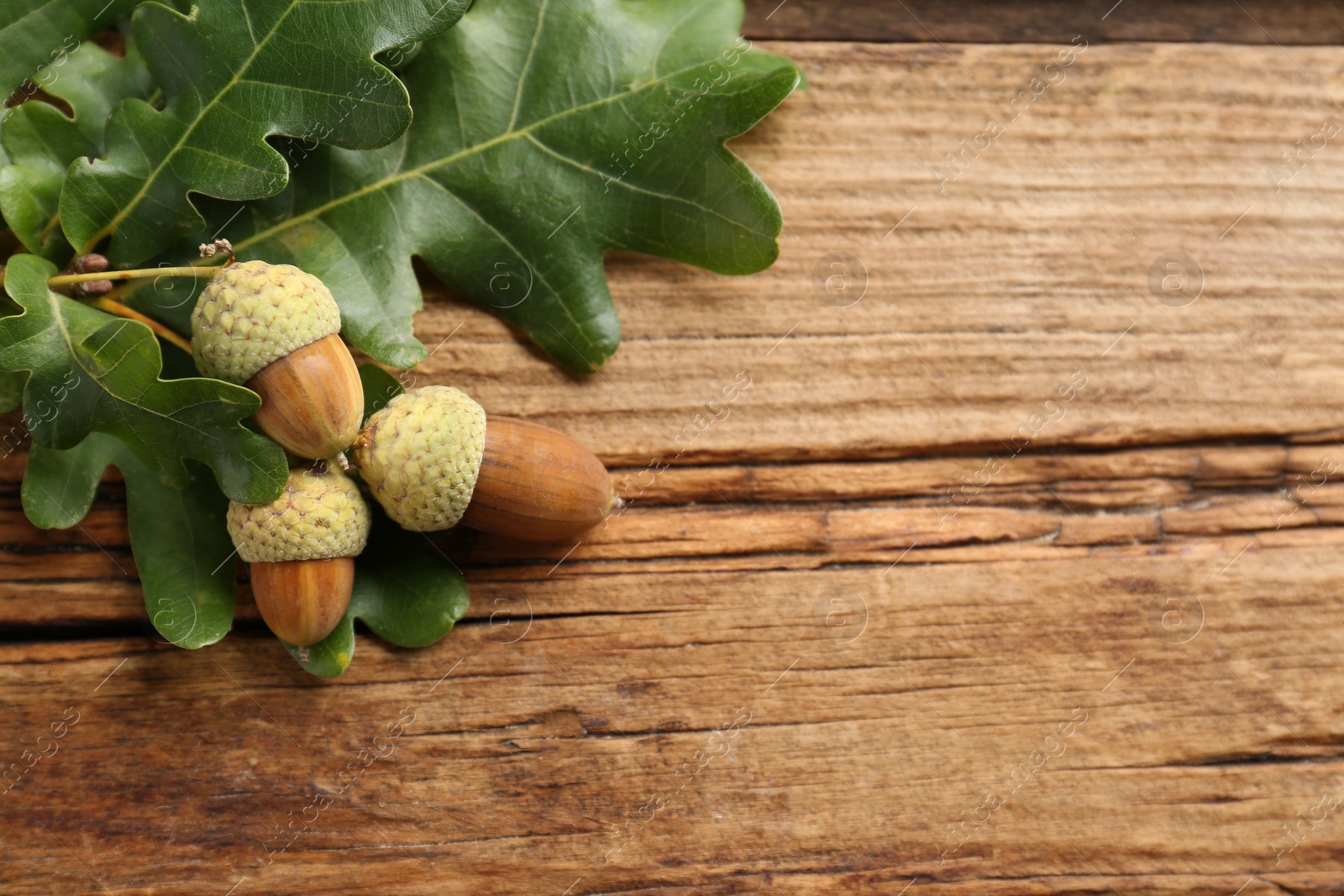 Photo of Oak branch with green leaves and acorns on wooden table, top view. Space for text
