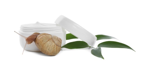 Photo of Snail, cream and green leaves isolated in white