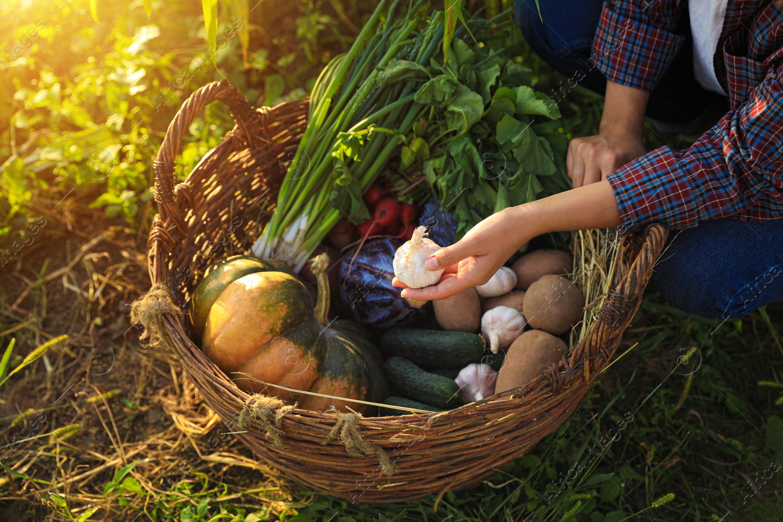 Photo of Woman harvesting different fresh ripe vegetables on farm, closeup