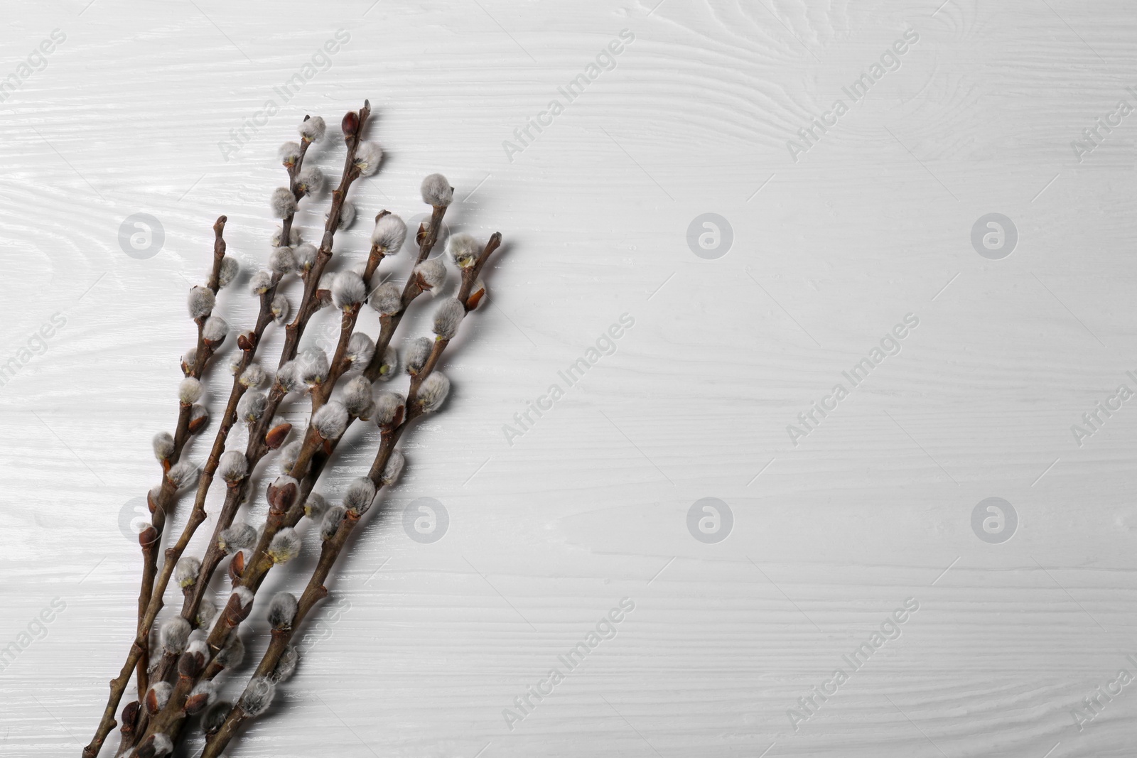 Photo of Beautiful willow branches with fuzzy catkins on white wooden table, flat lay. Space for text