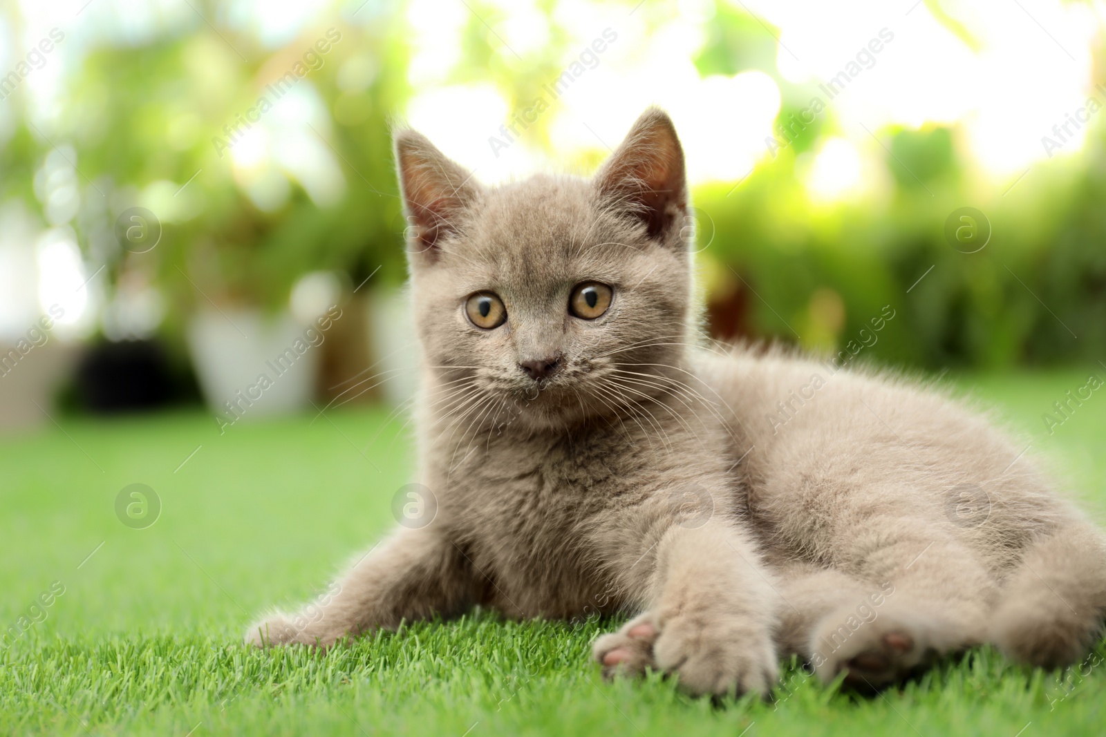 Photo of Scottish straight baby cat playing on green grass