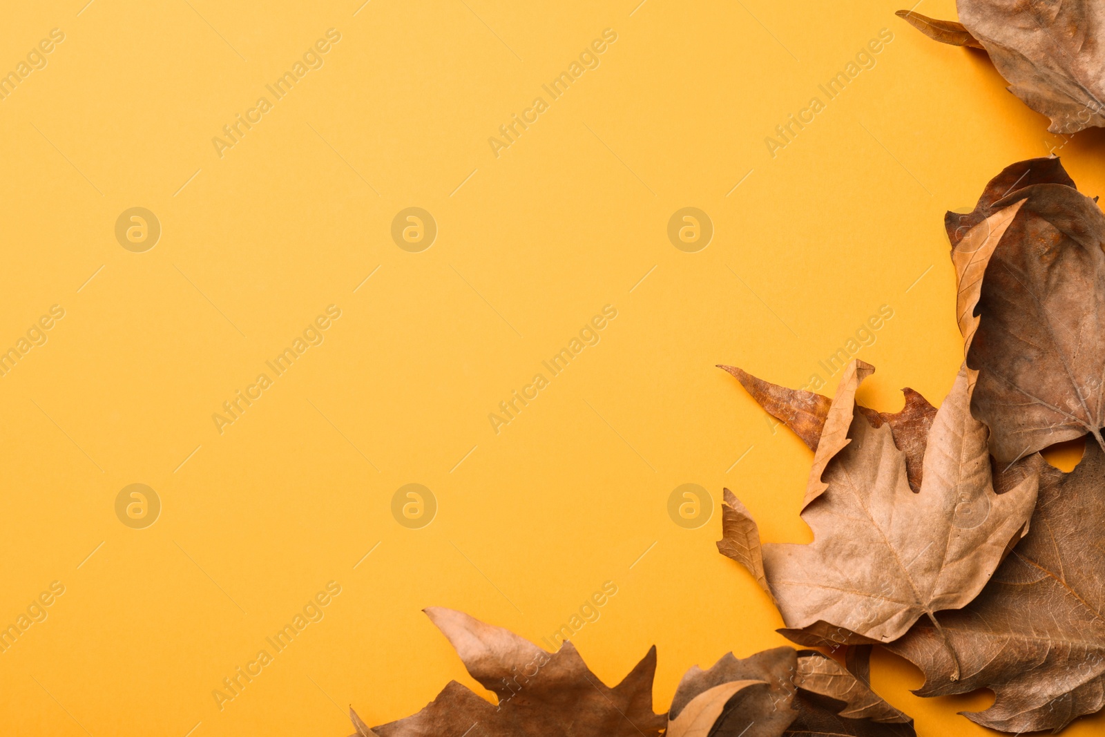 Photo of Dry autumn leaves on yellow background, flat lay. Space for text