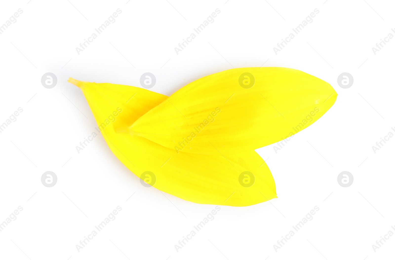 Photo of Fresh yellow sunflower petals isolated on white, top view