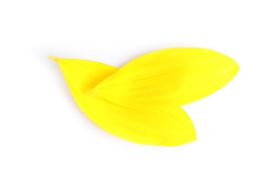 Fresh yellow sunflower petals isolated on white, top view