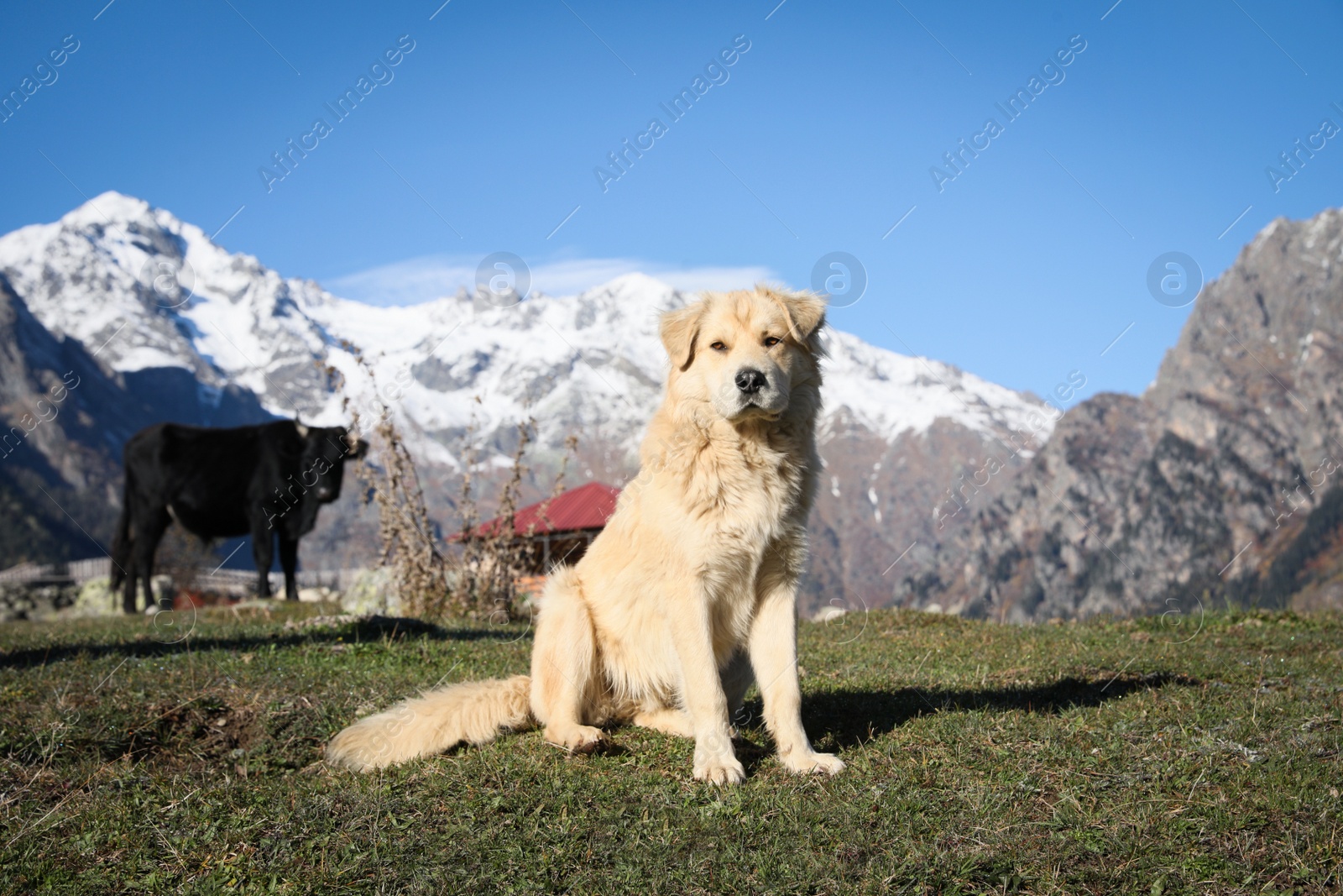 Photo of Adorable dog in mountains on sunny day