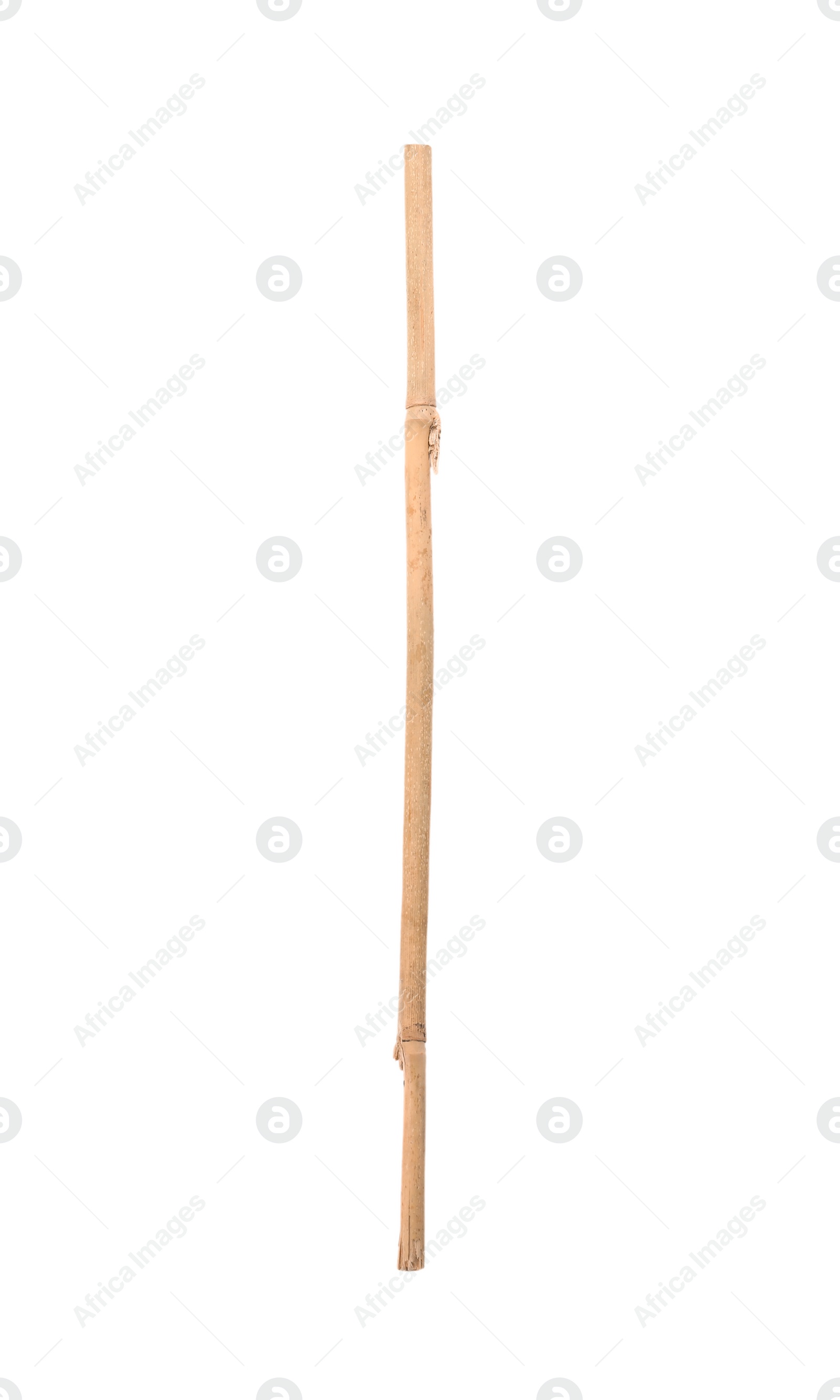 Photo of Dry bamboo stick on white background