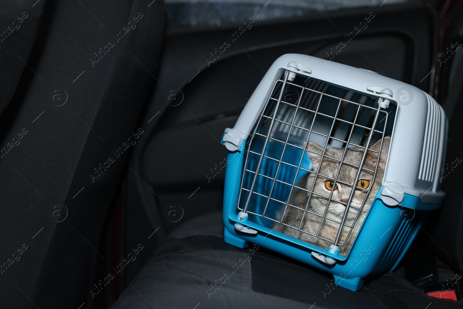 Photo of Travel with pet. Cute cat in carrier inside car