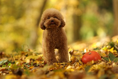 Cute Maltipoo dog, pumpkin and dry leaves in autumn park, space for text